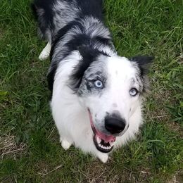 Rags - Border Collie