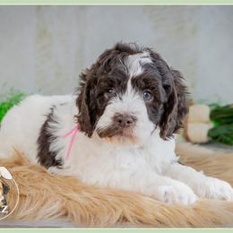 Janet - Brown white and tan female Cockapoo puppy in Connersville, Indiana from Deaz Doodle Ranch