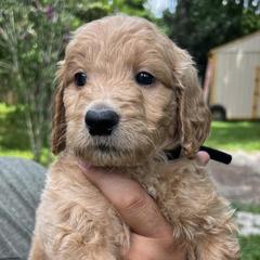 Goldendoodles from Pawsitive Pups HTX