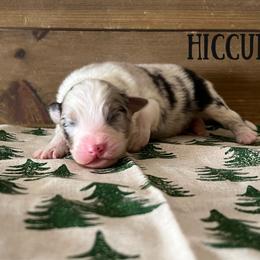 Hiccup - Blue merle male Australian Shepherd puppy in Kearney, Nebraska from Helix Aussies
