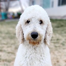 Sully - Goldendoodle