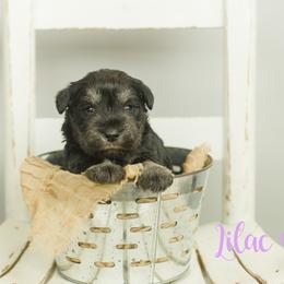 Lilac Girl - Black and silver female Miniature Schnauzer puppy in Commerce, Georgia from Peach State Miniature Schnauzers