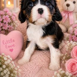 Callisto - Tri-color female Cavalier King Charles Spaniel puppy in Kewaskum, Wisconsin from Moon Dream Cavaliers
