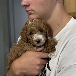 Goldendoodle and Poodle Puppies from Krispydoodle