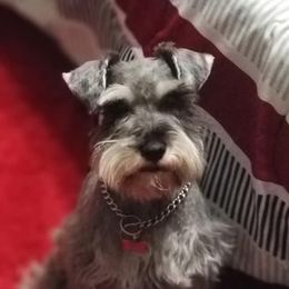 Memphis - Miniature Schnauzer