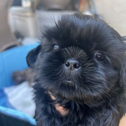 Bubba - Liver male Shih Tzu puppy in Whittier, California from Socal Mother Of Shih Tzus