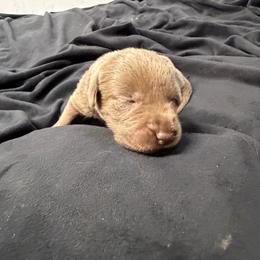 Black collar - Silver male Dilute Retriever puppy in Valley Center, California from Stunning Silver Bullets Labradors