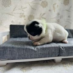 Girl 1  #10 - Black and white Japanese Chin puppy in Vernon, Connecticut from Chin Babies