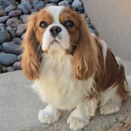 Cavalier King Charles Spaniel and Cavapoo Puppies from Moongate Cavaliers
