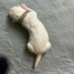 Clarice - White and black female Dalmatian puppy in San Antonio, Texas from Salermo’s farm