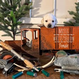 Labrador Retriever Puppies from EMCO Retrievers