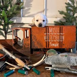Labrador Retriever Puppies from EMCO Retrievers