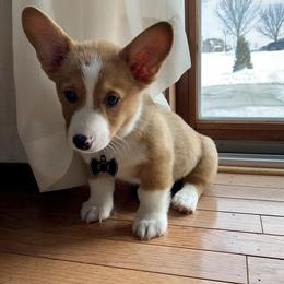 American Corgi and Pembroke Welsh Corgi Puppies from Beebe’s Corgis