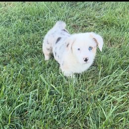 Havoc - Blue male Pembroke Welsh Corgi puppy in Hillsville, Virginia from Bonderosa Kennels