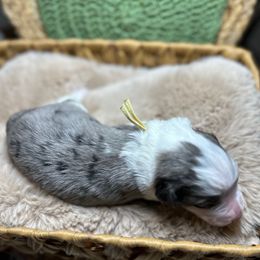 Ash - Blue merle male Aussiedoodle puppy in York, Pennsylvania from Loving Puppy Paws Kennel