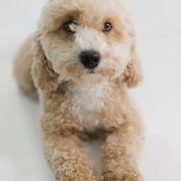 Wanda - Goldendoodle