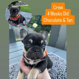 French Bulldog Puppies from Furever Faithful Frenchies LLC