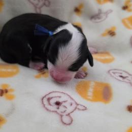 Tamale - Black and white male Aussiedoodle puppy in Lithia, Florida from Waterford Doodle Farm