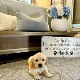 Golden Retriever Puppies from Huckaby’s English Golden Retrievers