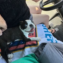 Boston Terrier Puppies from I Love Pups