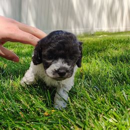 Minnie - Parti female Poodle puppy in Mapleton, Utah from Caboodles Of Poodles