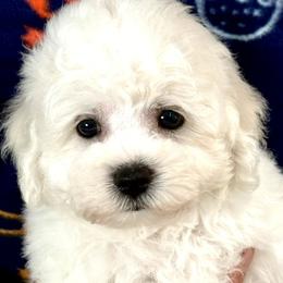 Puppy - White male Bichon Frise puppy in Greenville, South Carolina from Almaza Bichons