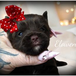Elowen - Chocolate and tan female Yorkshire Terrier puppy in Warren, Michigan from Danielle's Yorkie Babies