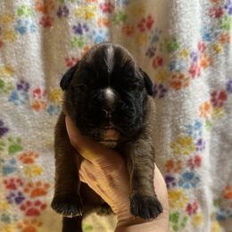 Stella - Fawn female Boxer puppy in Daviess County, Kentucky from Blissful Euro Boxers & French Bull Dogs