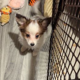 Girl 3 - White and sable female Papillon puppy in Joshua, Texas from Summertime Kennels