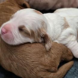Boy 6 - White male Cavapoo puppy in Knoxville, Tennessee from Shannan's Cavapoos