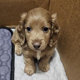 Dachshund Puppies from Barker's Corner