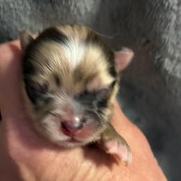 Pumpkin - Chocolate merle female Pomeranian puppy in Franklin, North Carolina from A&J Cutie Pawtooties