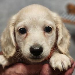 Olive Orange Collar Male - Cream male Dachshund puppy in Trade, Tennessee from TN Miniature Dachshunds & Basset Hounds
