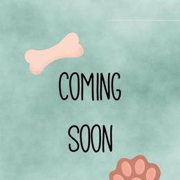 Princess - Apricot female Maltipoo puppy in Melissa, Texas from Southern Love Cavapoos & Maltipoos