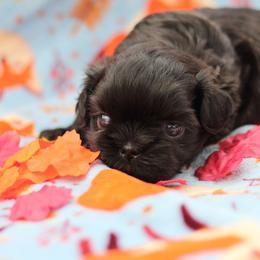 AKC-UKC Espresso - Chocolate and tan male Shih Tzu puppy in Cartersville, Georgia from Autumn Breeze Shih Tzus and Friends