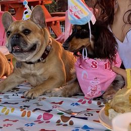 Dachshund Puppies from Aster Creek Kennel