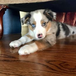 Miniature Australian Shepherd and Toy Australian Shepherd All Grown Up from 2Lazy2P Mini Aussies