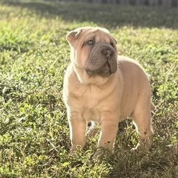 Fancy - Blue sable female Chinese Shar-Pei puppy in Lehigh Acres, Florida from Florida Wrinkles