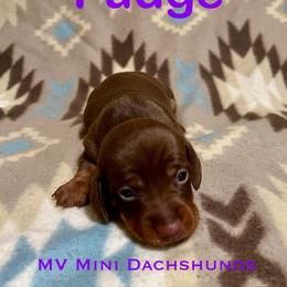 Fudge - Chocolate and tan male Dachshund puppy in Carlsbad, Texas from MV Mini Dachshunds