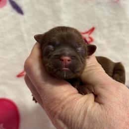 Olive - Chocolate female Shih Tzu puppy in Sharon, Pennsylvania from Keystone Danes and Shih tzus