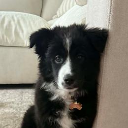 Fred - Black tri male Miniature Australian Shepherd puppy in East Berlin, Pennsylvania from Stoney Point Frenchies & Mountain Top Shepherds
