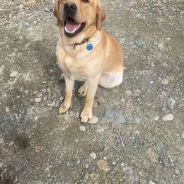 Goose - Labrador Retriever