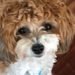 Cotons de Tulear, Havanese, Havapoos, Maltese, and Poodles from Petite Joie Puppies