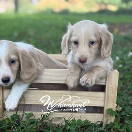 2100 Oscar - Cream male Dachshund puppy in Nashville, Arkansas from Whisenhunt Farms
