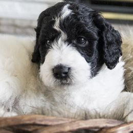 Assorted Doodle Crosses, Bernedoodle, Double Doodle, Goldendoodle, Labradoodle, and Whoodle Puppies from Our Little Farm Life Doodles