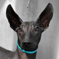 Rhodesian Ridgebacks and Xoloitzcuintli from Venus Rhodesian Ridgebacks