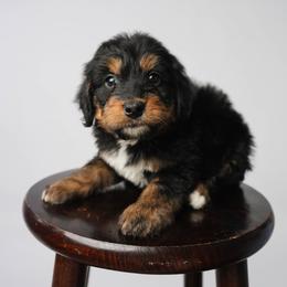 Solstice - Phantom female Bernedoodle puppy in Glendale, Arizona from Arizona Bernedoodles