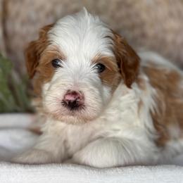 Nora - Parti female Goldendoodle puppy in Yuciapa, California from AlltheDoodlez_
