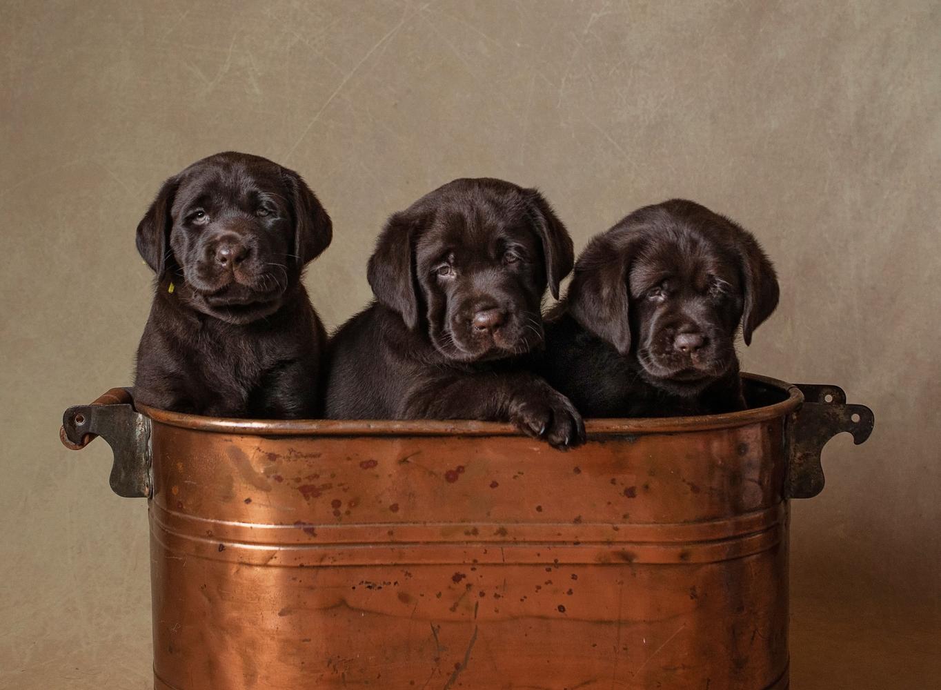 3 chocolate lab puppies sit in a bucket