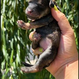 Rhysand - Sable male Poodle puppy in Orem, Utah from First Class Poodles